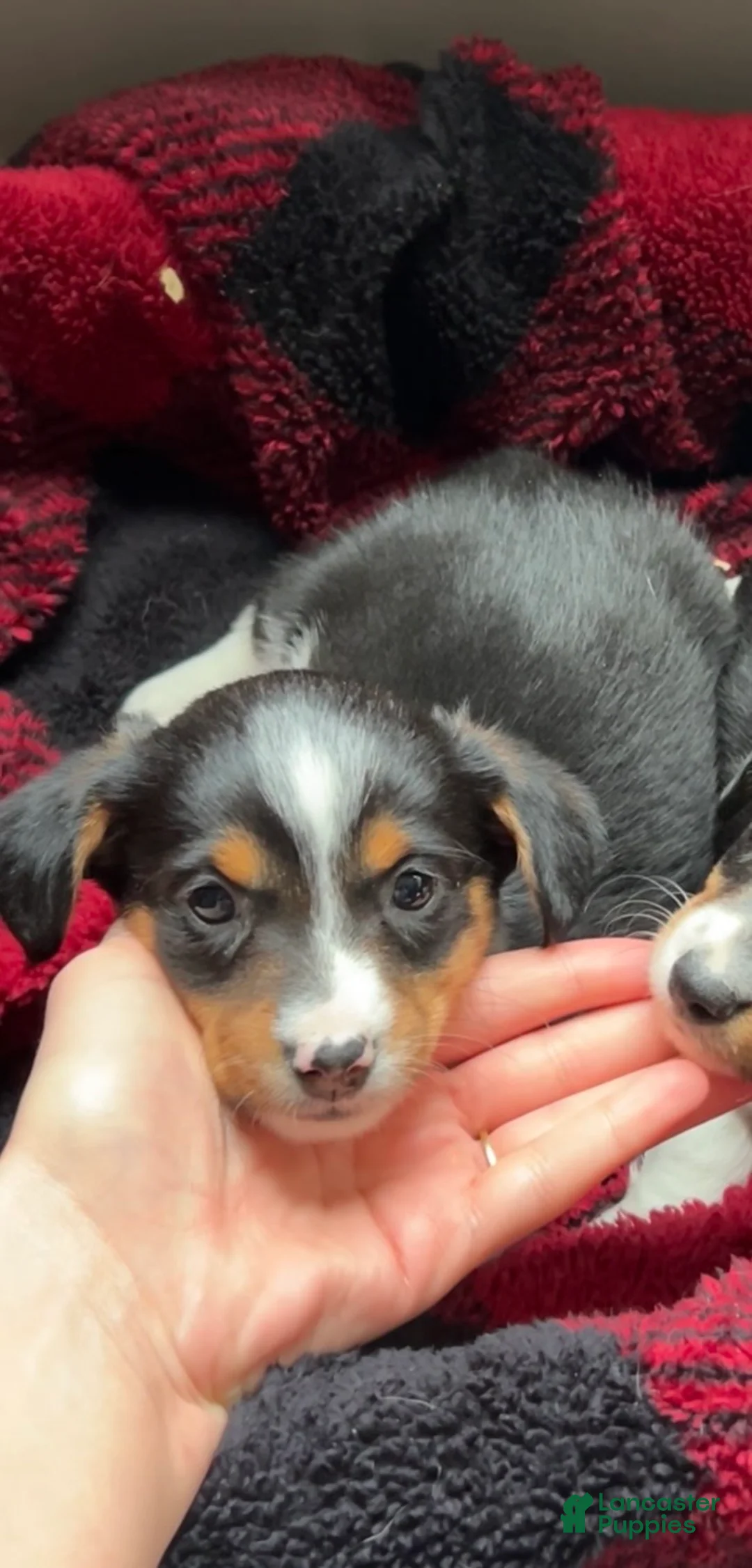 Mixed Breed dogs for sale: Mixed Breed Puppy 1 - Ad 3