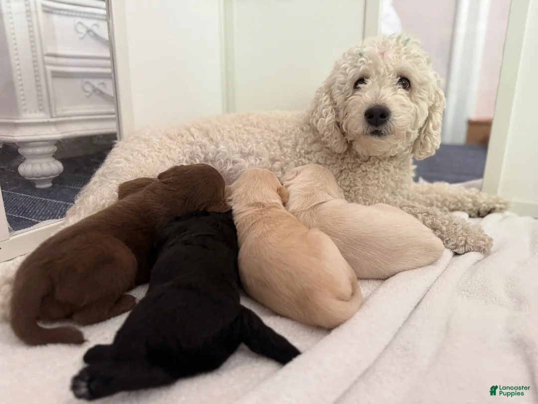 Labradoodle dogs for sale: Gracey - Ad 2