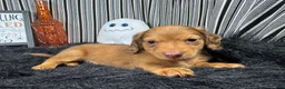 Miniature Dachshund dogs for sale: Miniature Dachshund 1 - Ad 5