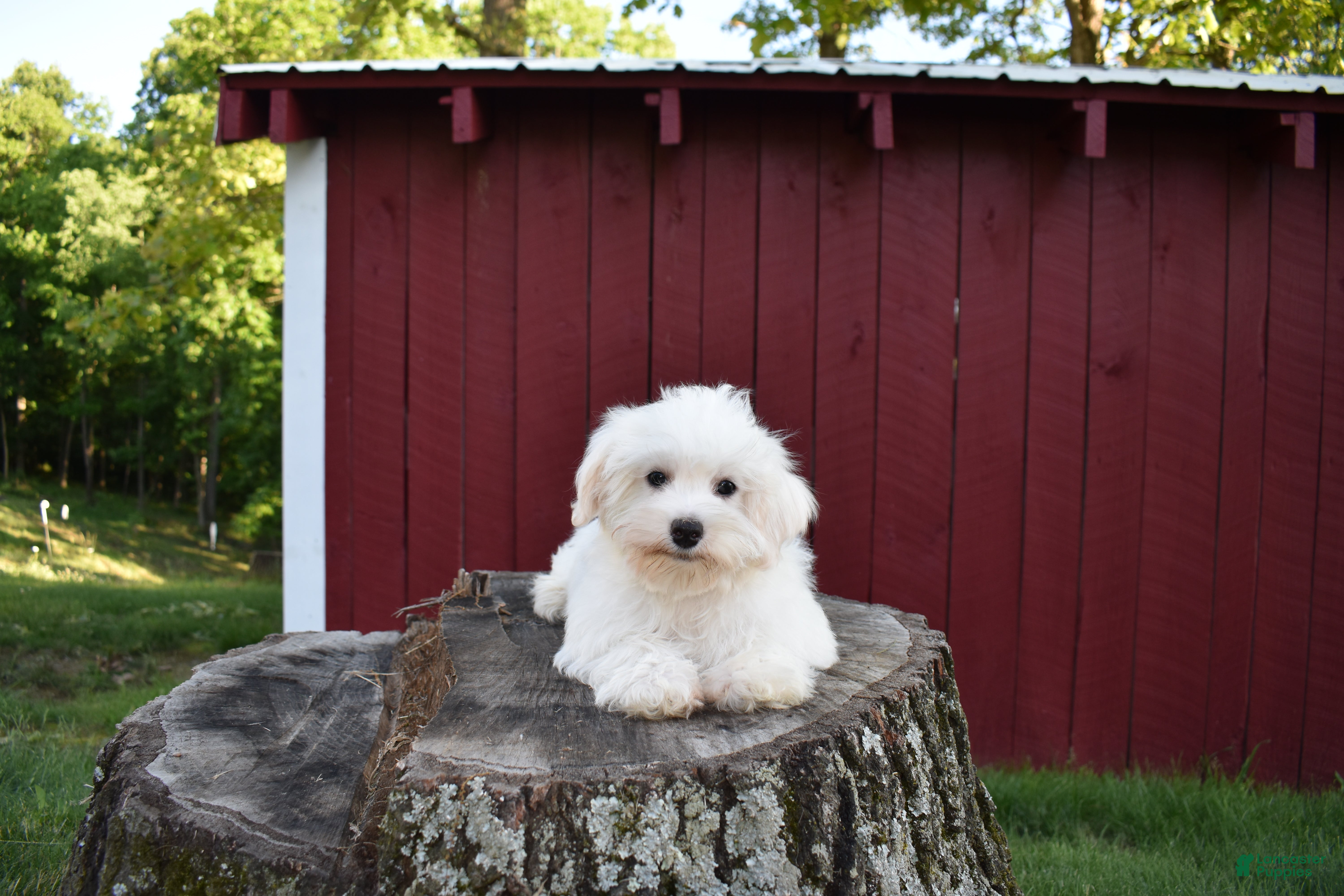 Maltese dogs  Jaden - Ad 1