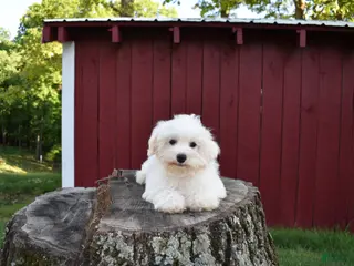 Maltese dogs for sale: Jaden - Ad 2