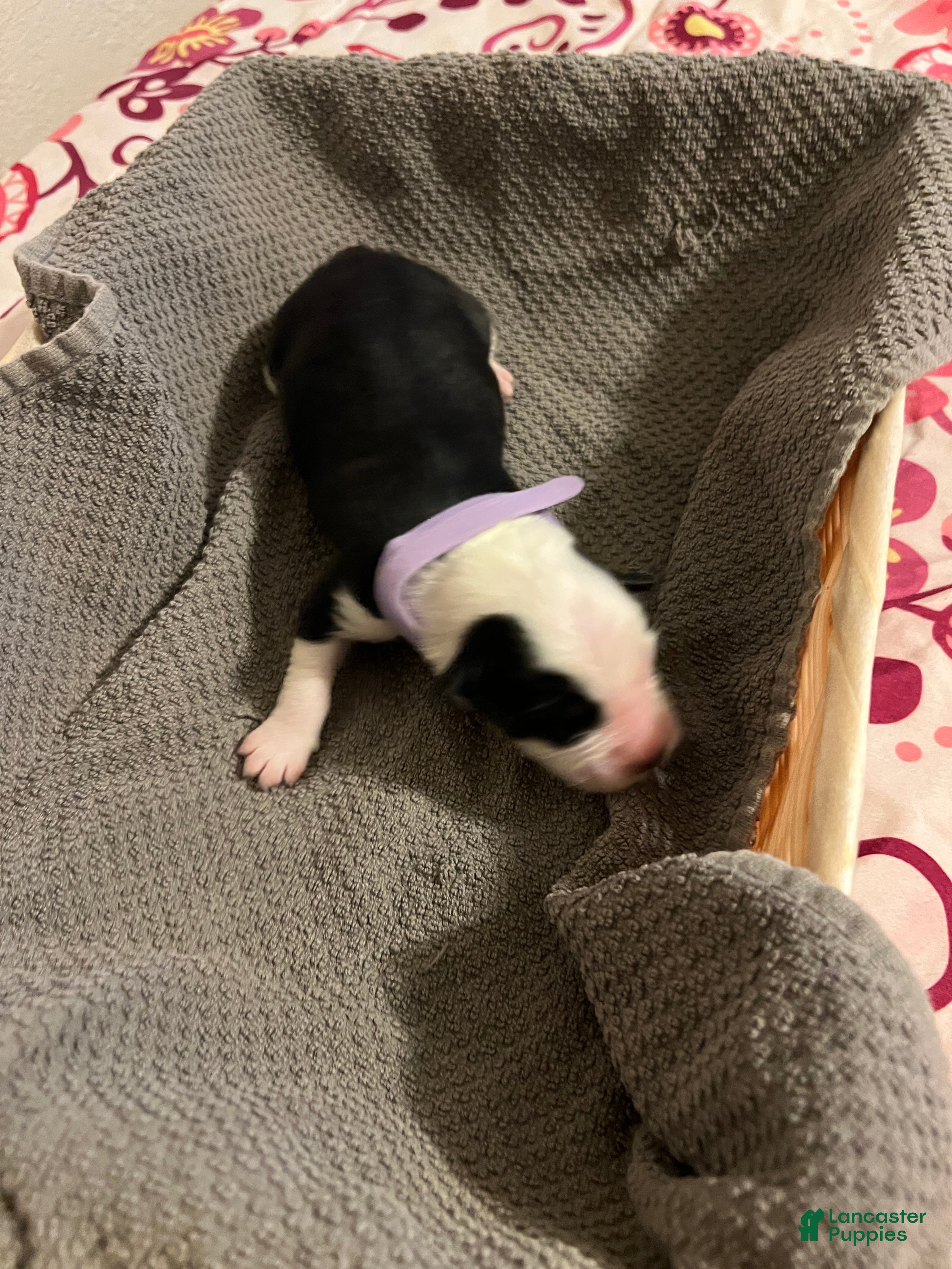 Mixed Breed dogs for sale: Light Purple - Ad 1