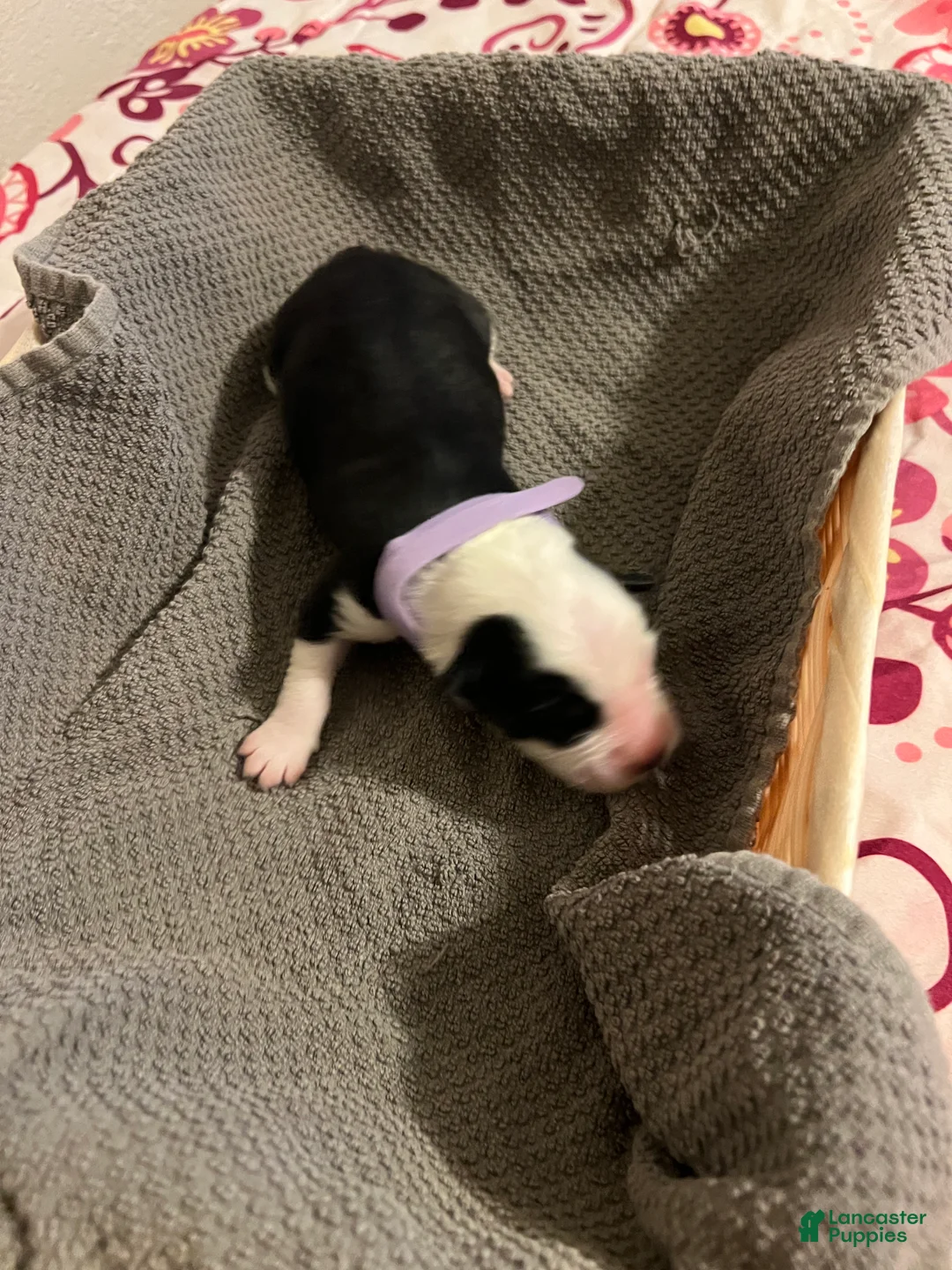 Mixed Breed dogs for sale: Light Purple - Ad 1