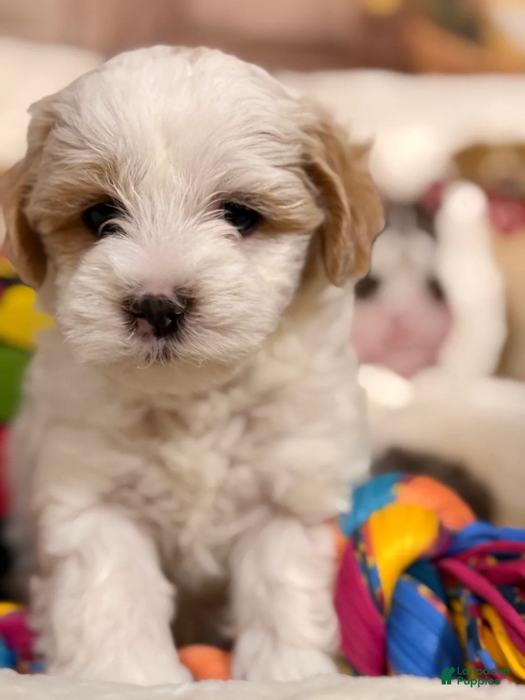 Mixed Breed dogs for sale:  Macchiato - Ad 2