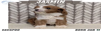 Jasmin