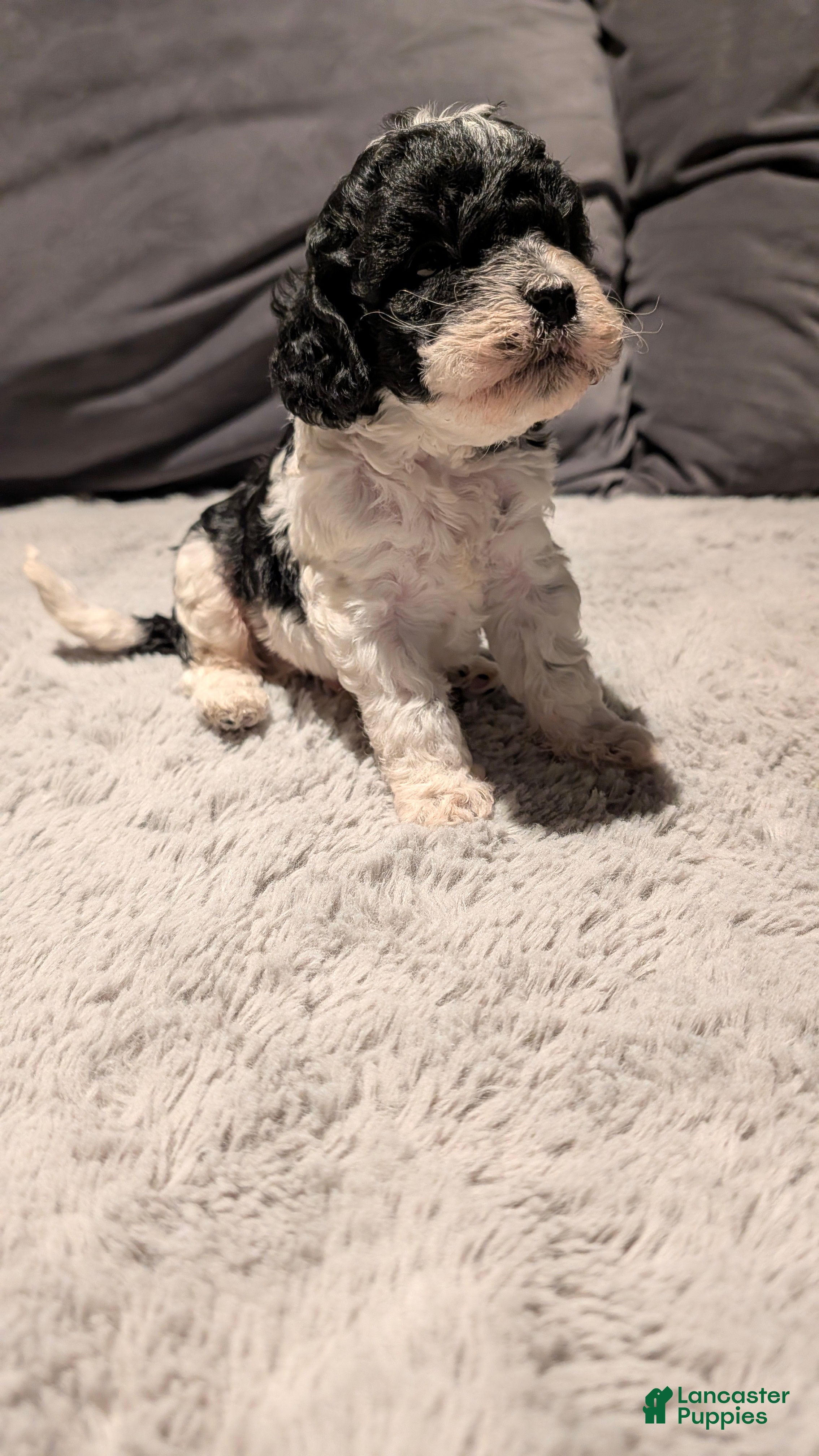 Cockapoo dogs Sonny (F2b) - Ad 31