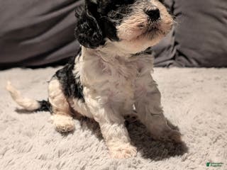 Cockapoo dogs Sonny (F2b) - Ad 31
