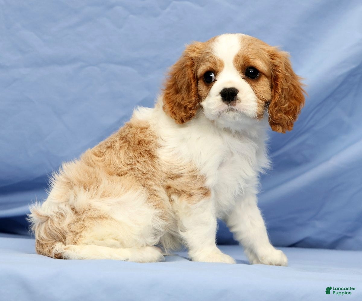 Cavalier King Charles Spaniel dogs Dominic - Ad 2