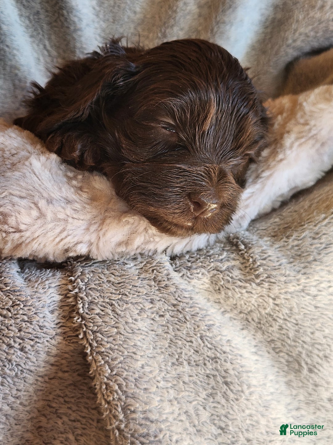 Mixed Breed dogs for sale: Logan - Ad 7