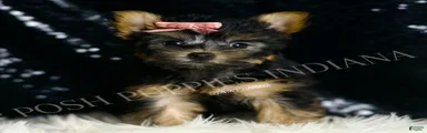 Minnie AKC FEMALE