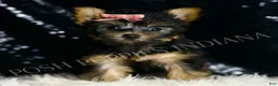 Yorkshire Terrier dogs for sale: Minnie AKC FEMALE - Ad 1