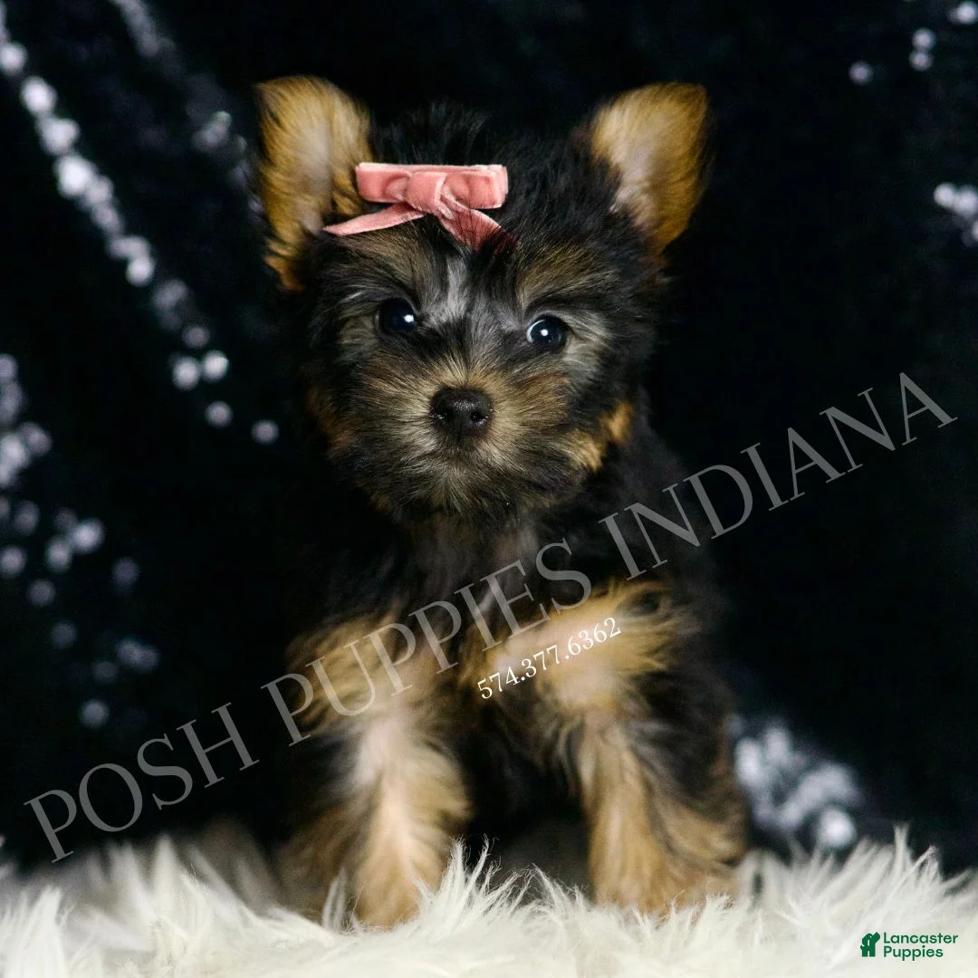 Yorkshire Terrier dogs for sale: Minnie AKC FEMALE - Ad 1