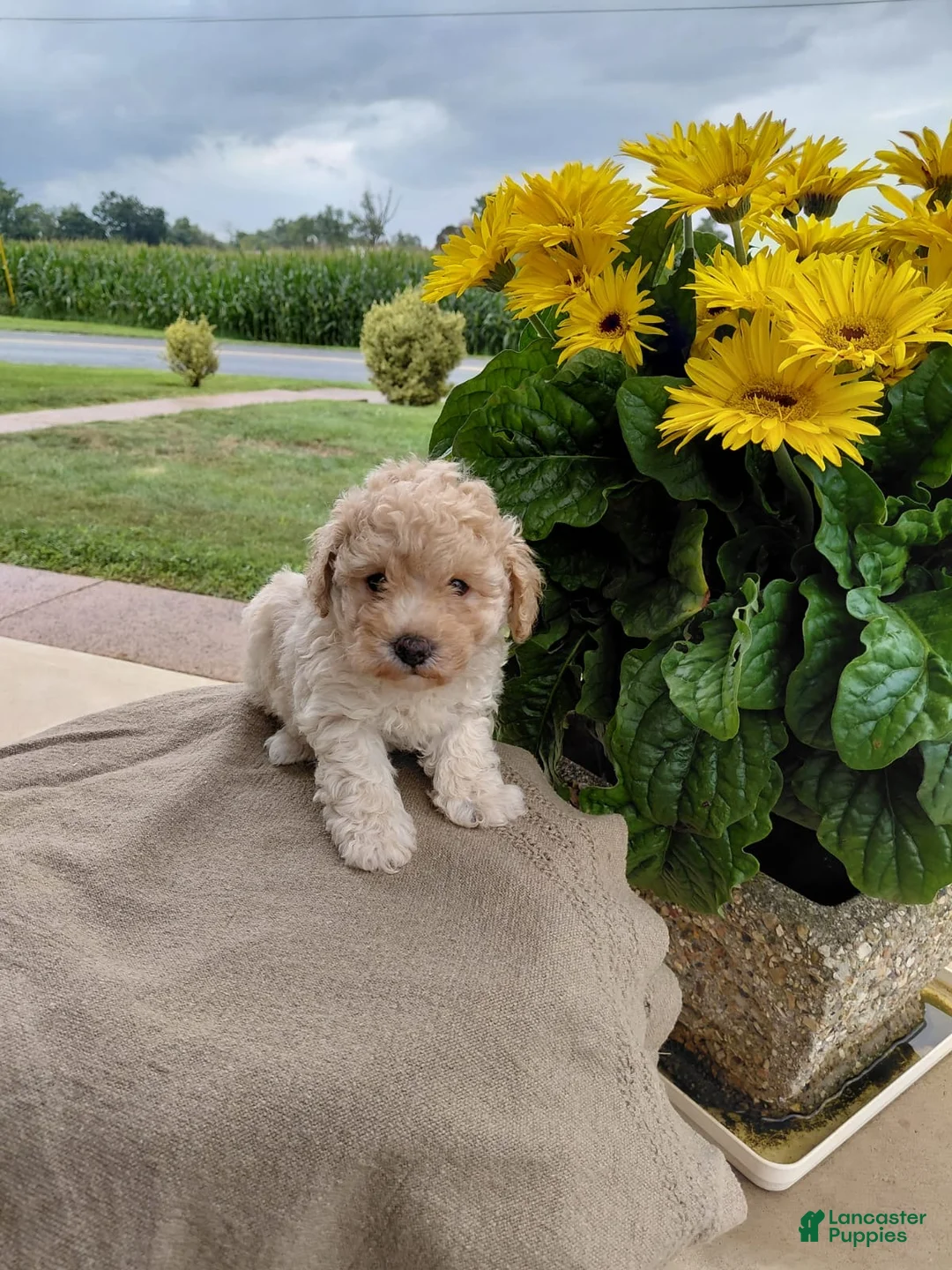 Bichpoo dogs for sale: Toast - Ad 1