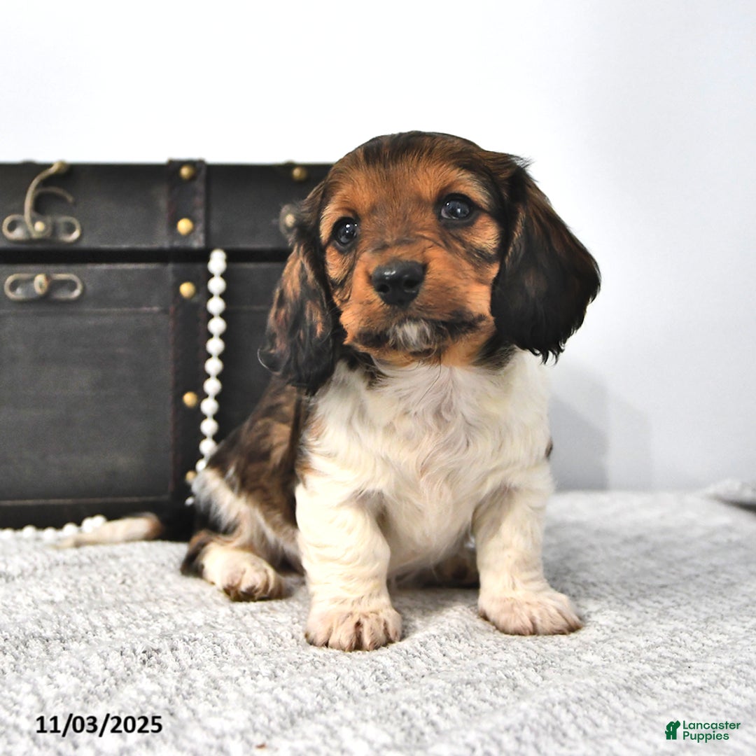 Miniature Dachshund dogs for sale: Logan - Ad 2