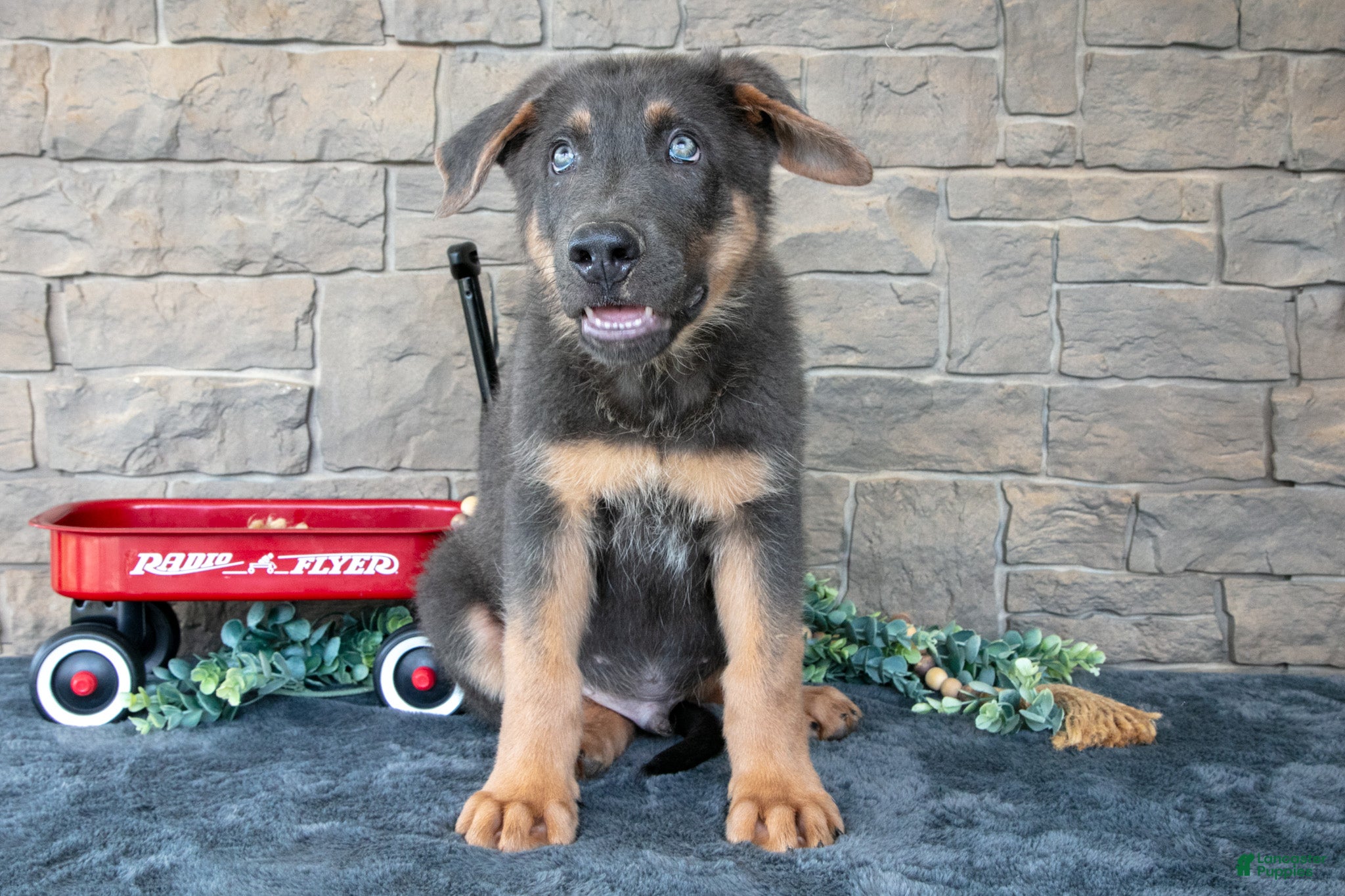 German Shepherd dogs Atlas - Ad 2