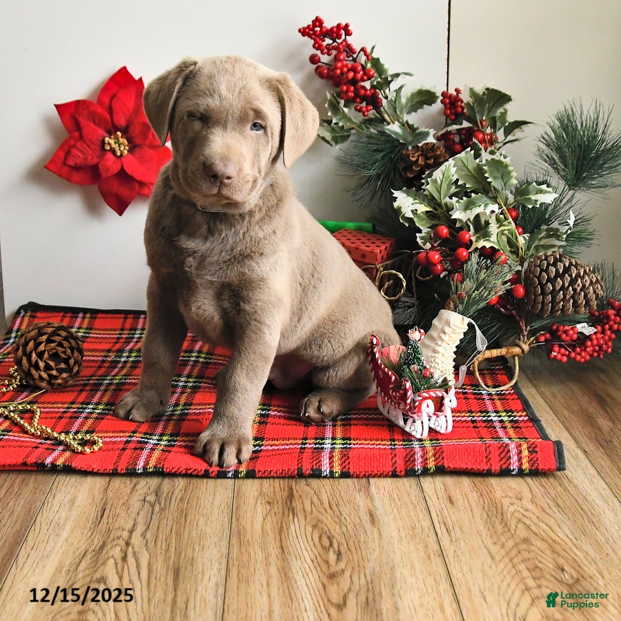 Labrador Retriever dogs Sam - Ad 1