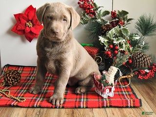 Labrador Retriever dogs Sam - Ad 1