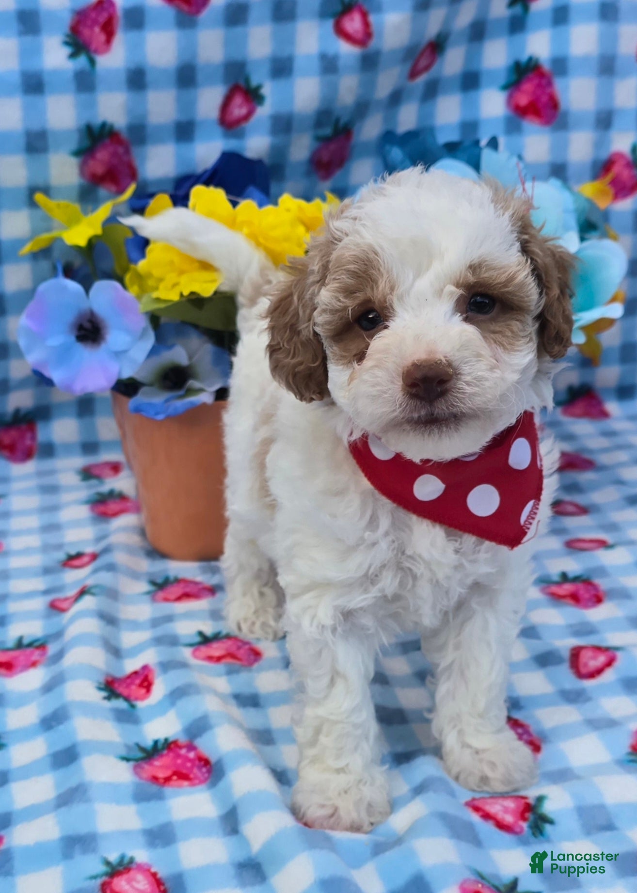 Yorkiepoo dogs Coast - Ad 26