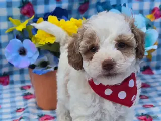 Yorkiepoo dogs Coast - Ad 26