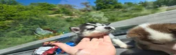 Siberian Husky dogs for sale: Siberian Husky Puppy 2 - Ad 6