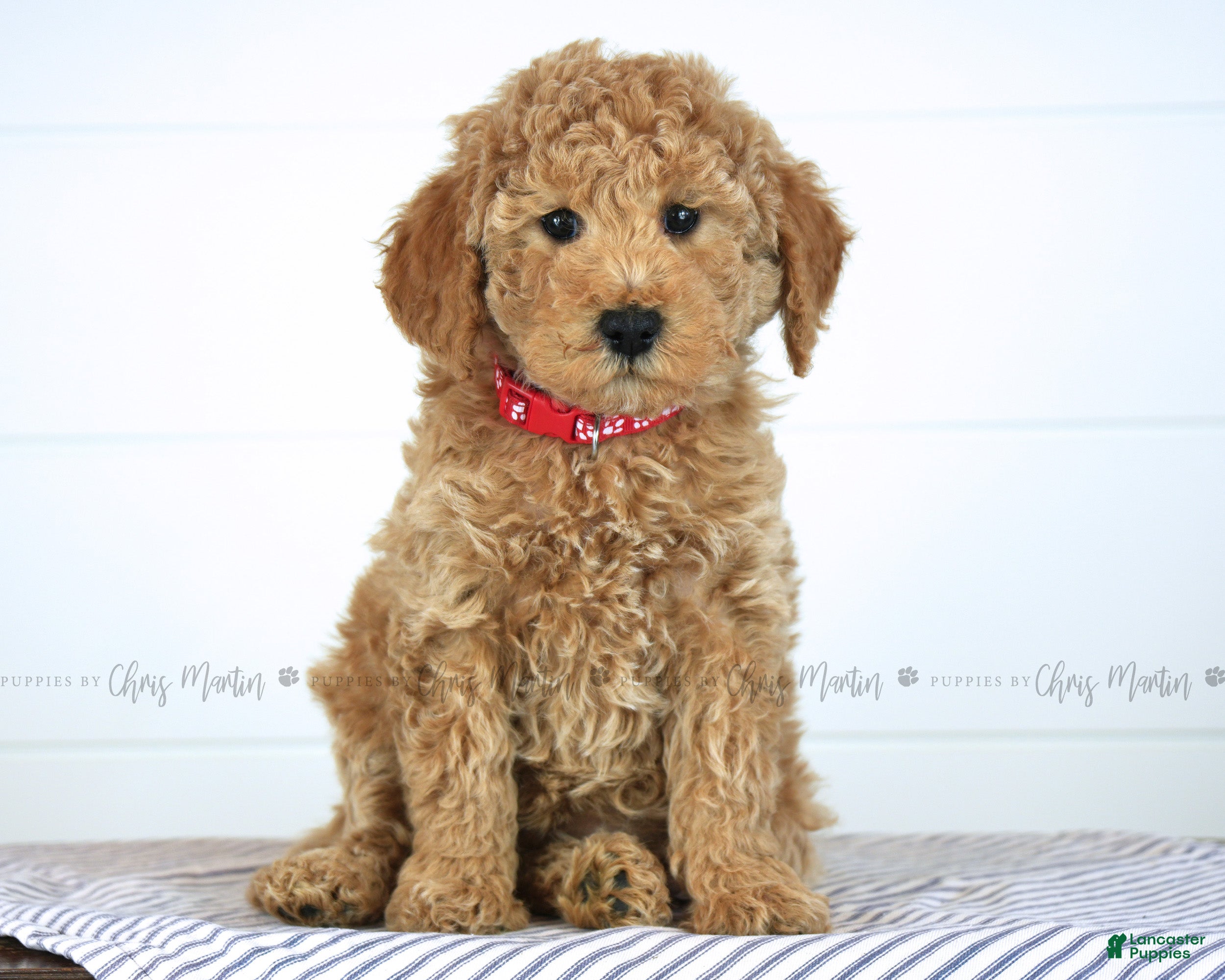 Mini Goldendoodle dogs Olive - Ad 1
