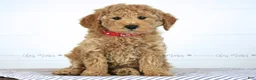 Mini Goldendoodle dogs for sale: Olive - Ad 1