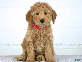 Mini Goldendoodle dogs for sale: Olive - Ad 1