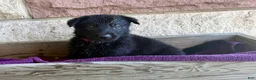 German Shepherd dogs for sale: Gwen - Ad 12