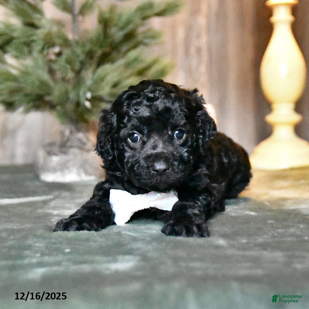 Mini Aussiedoodle dogs for sale: Donner - Ad 2