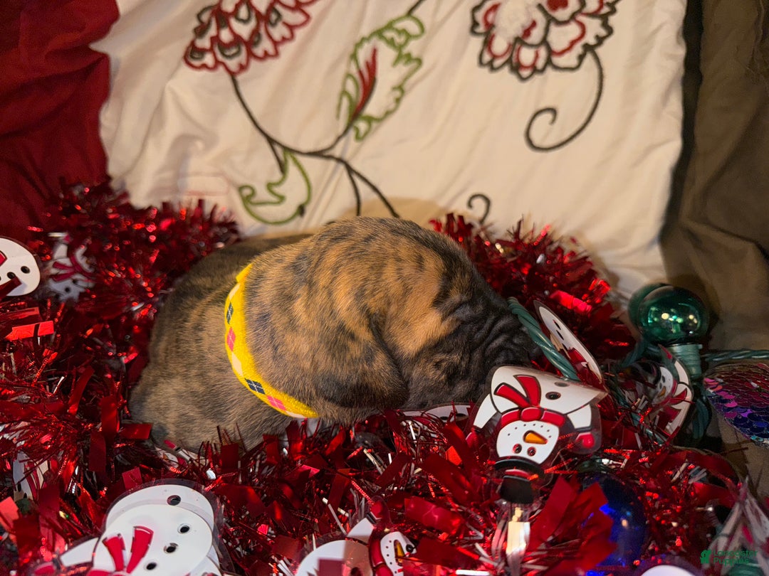 Great Dane dogs for sale: Francine - Ad 11