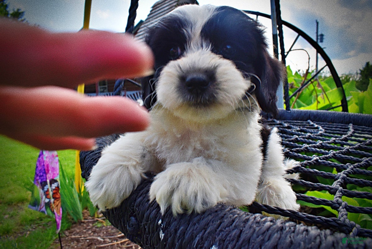 Havapoo dogs Shadow-SUMMER SALE!! $100 off listed price-this week only!   - Ad 2