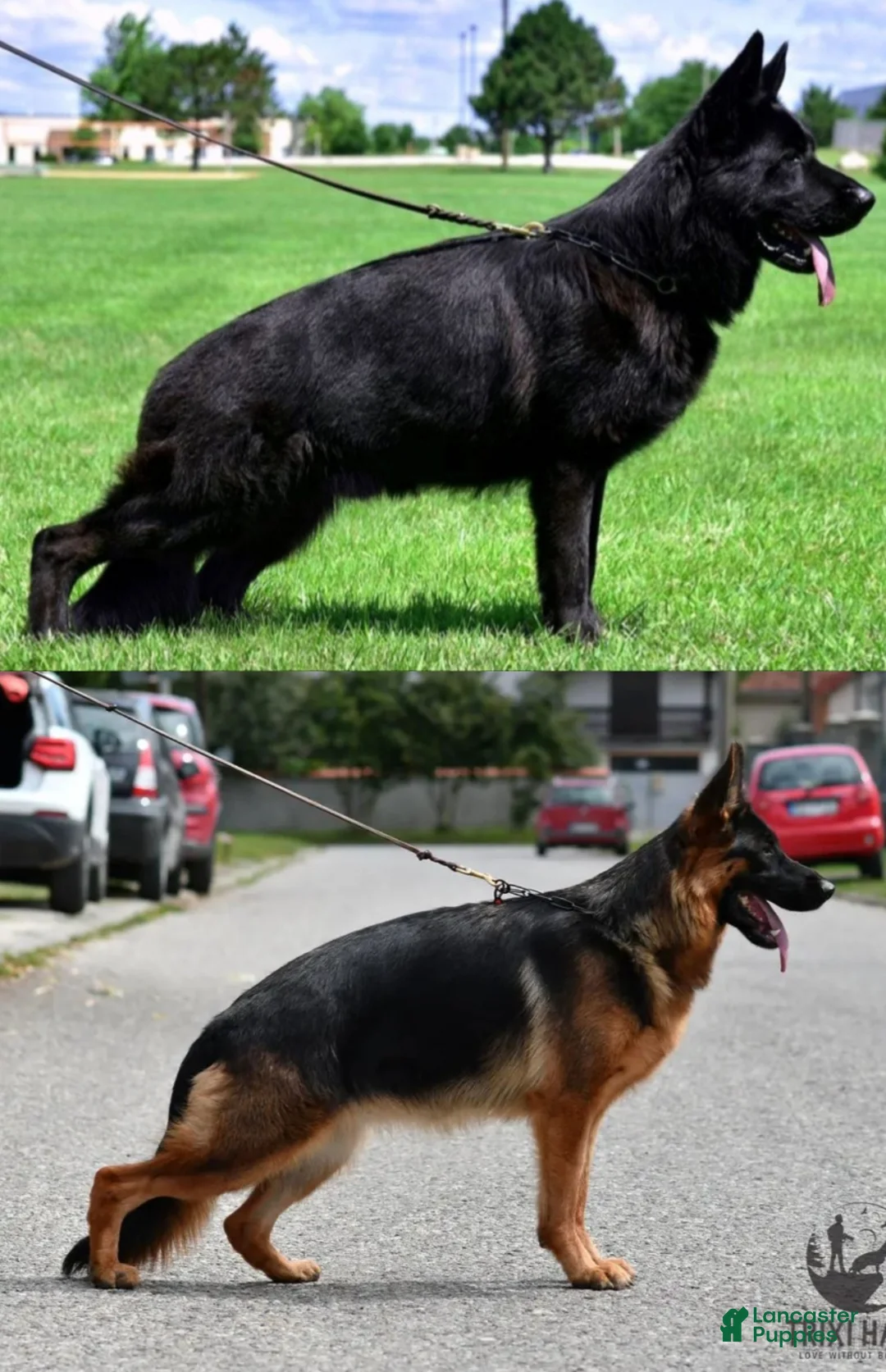 German Shepherd dogs for sale: German Shepherd Puppy 1 - Ad 2