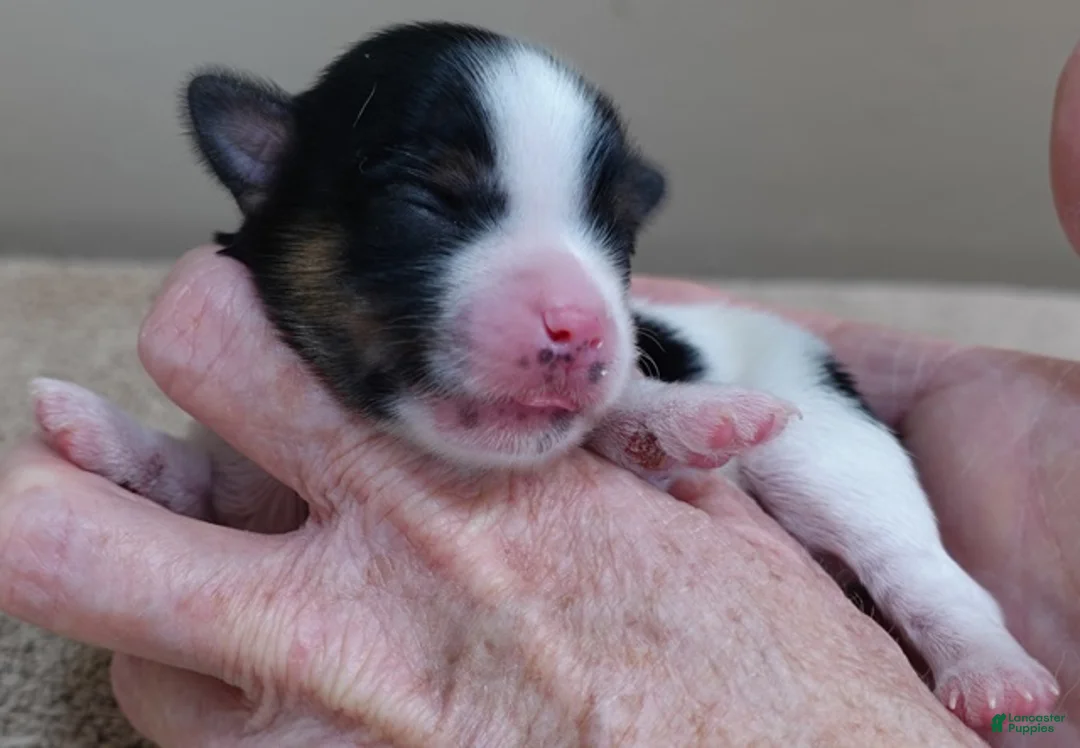 Yorkshire Terrier dogs for sale: Leo  - Ad 4