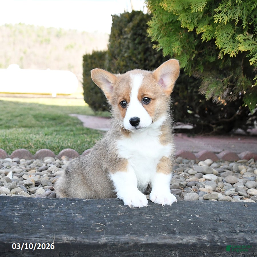 Welsh Corgi Pembroke dogs Levi - Ad 1