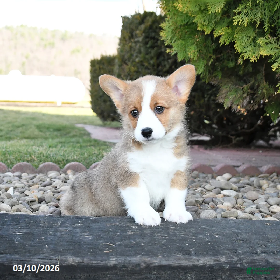 Welsh Corgi Pembroke dogs for sale: Levi - Ad 1