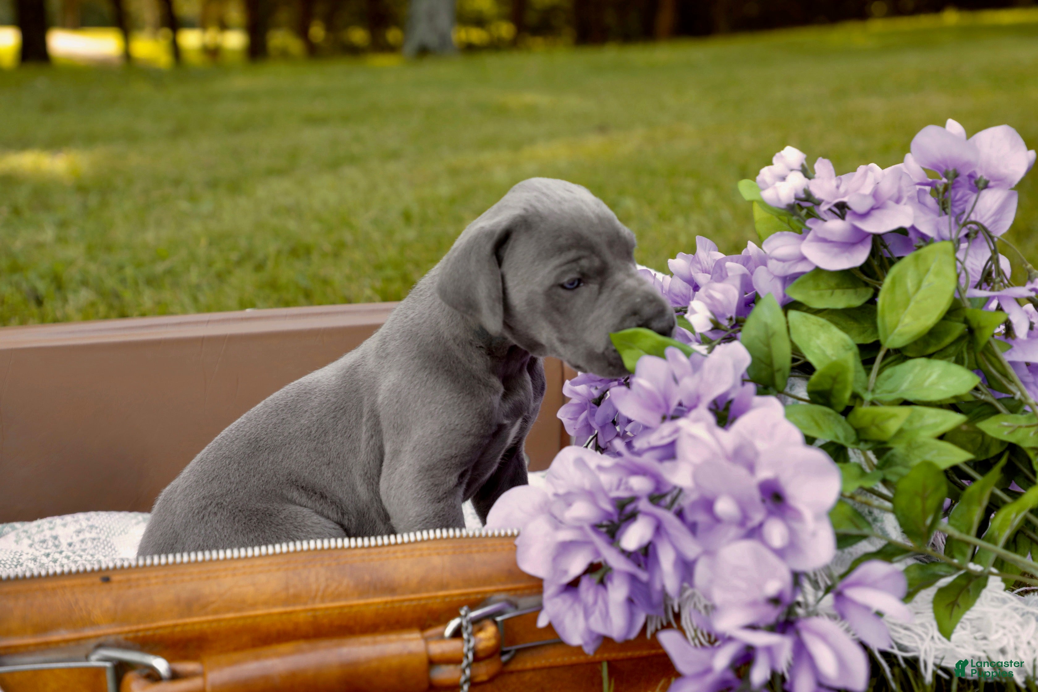 Great Dane dogs Giblet - Ad 5