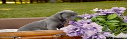 Great Dane dogs for sale: Giblet - Ad 1