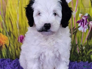 Mini Sheepadoodle dogs - Ad 14