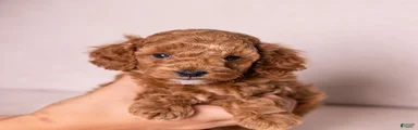 Triumph
