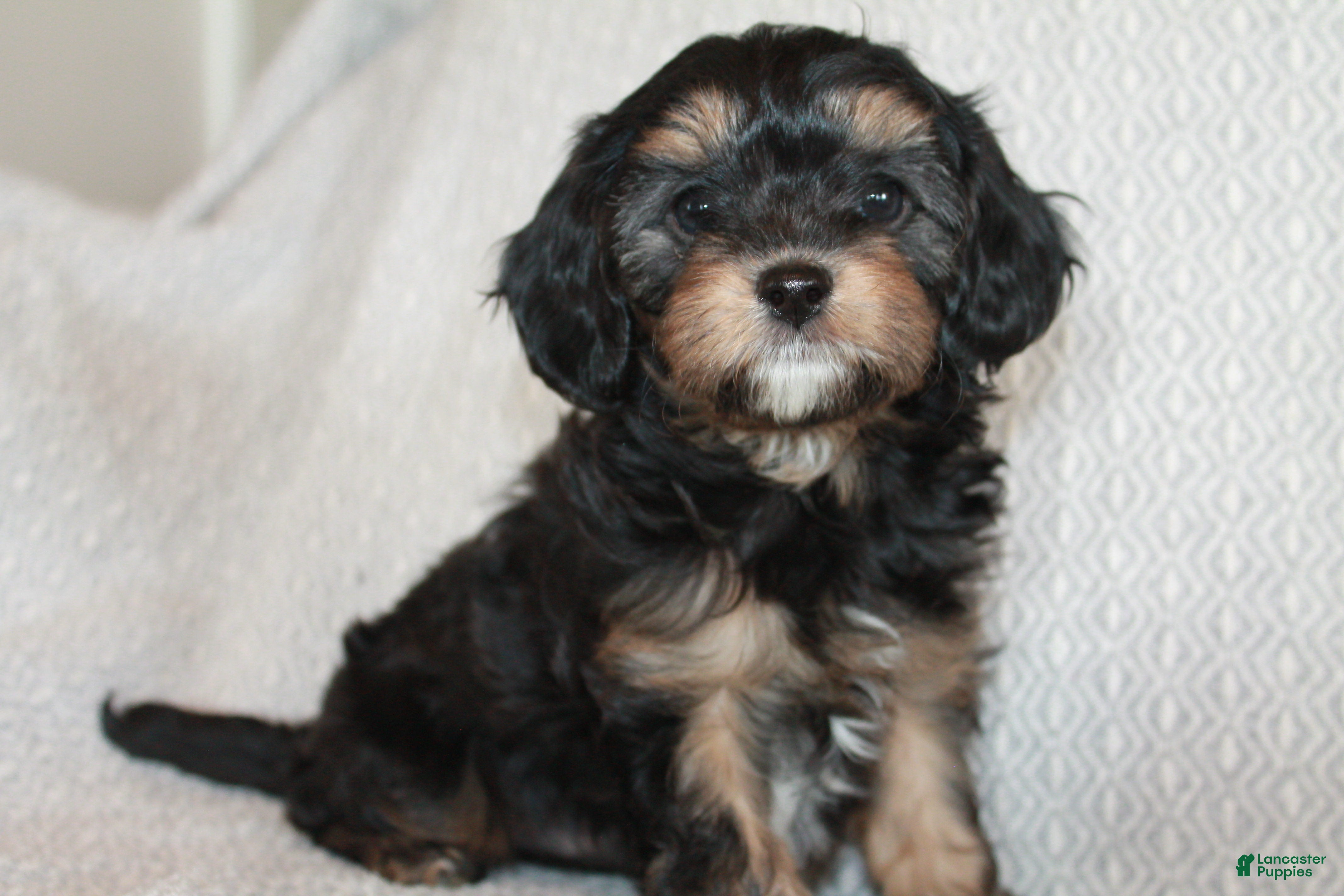 Cavapoo dogs Teddy - Ad 2