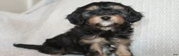 Cavapoo dogs for sale: Teddy - Ad 2