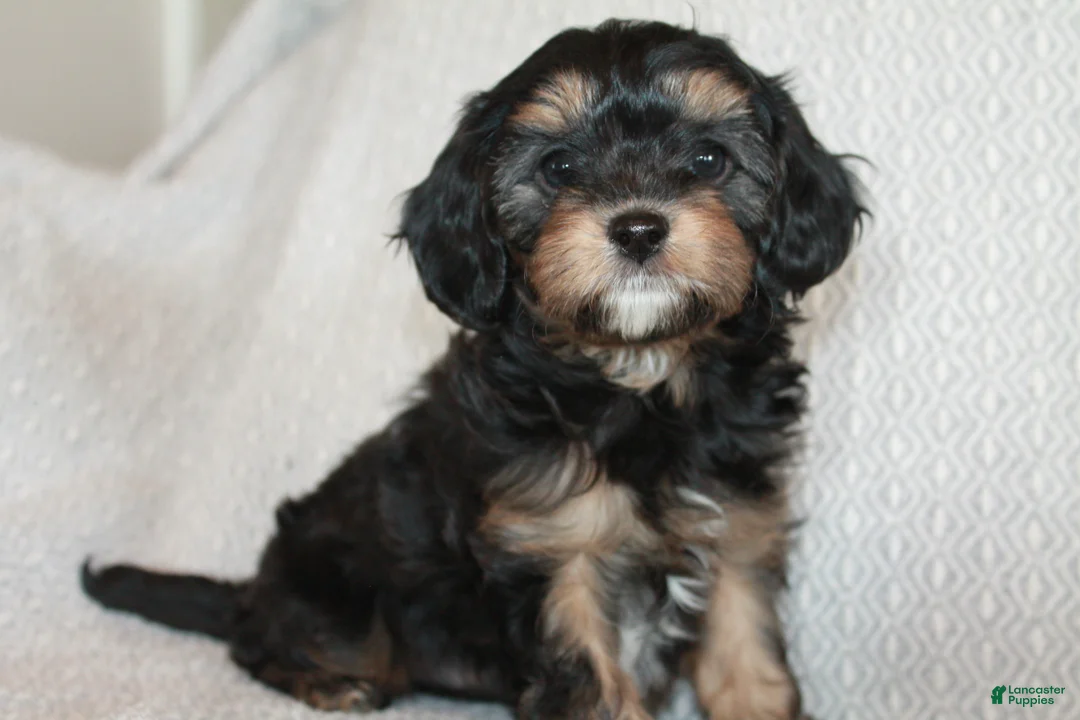 Cavapoo dogs for sale: Teddy - Ad 2