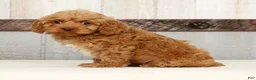 Cockapoo dogs for sale: Hazel - Ad 5