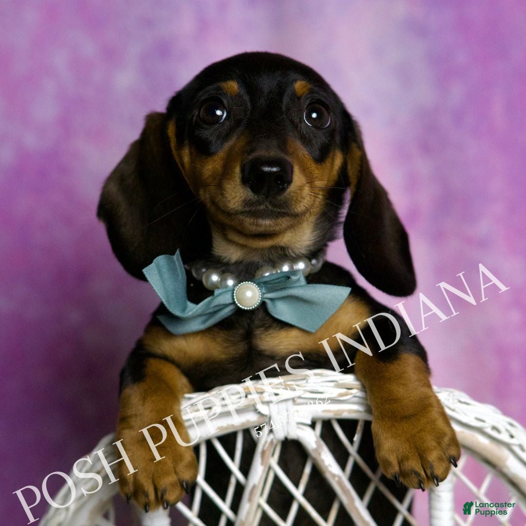 Miniature Dachshund dogs Toby - Ad 40