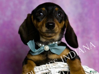 Miniature Dachshund dogs Toby - Ad 40