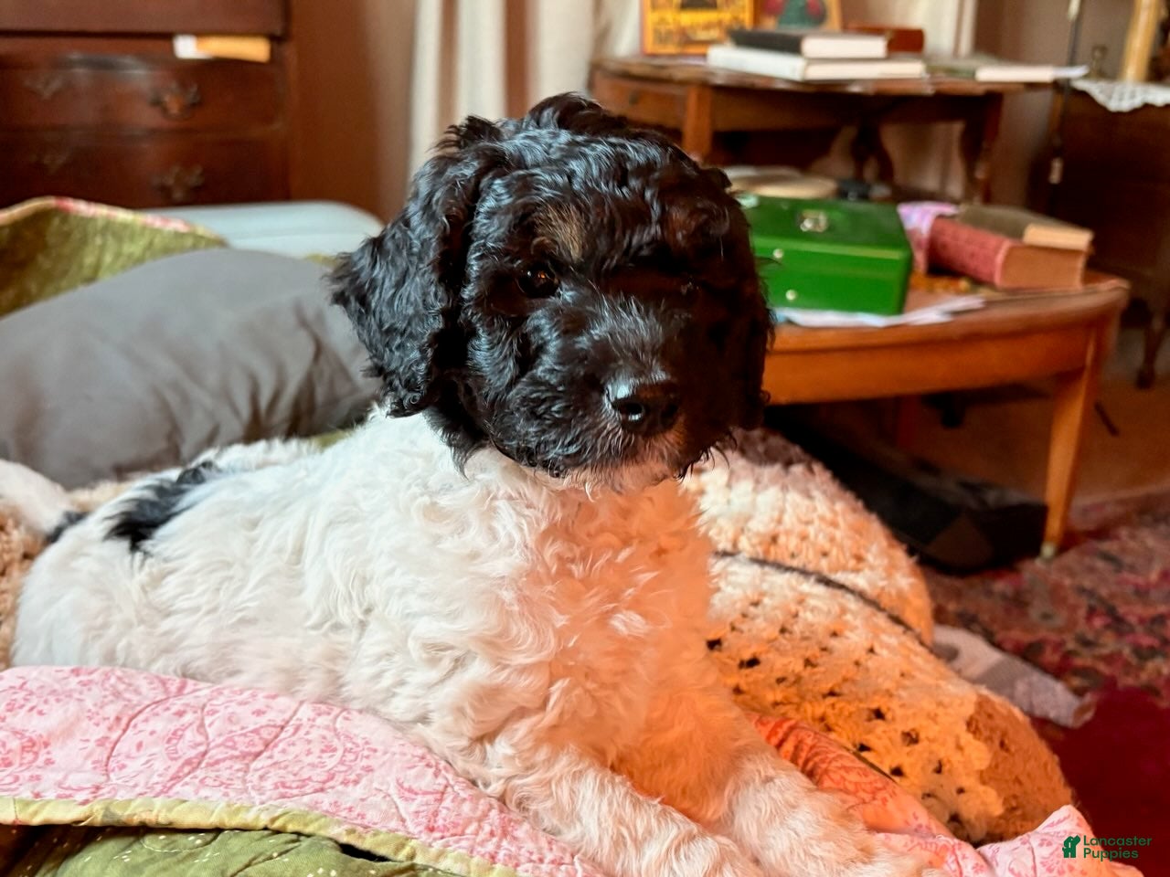 Mixed Breed dogs for sale: Teddy - Ad 1