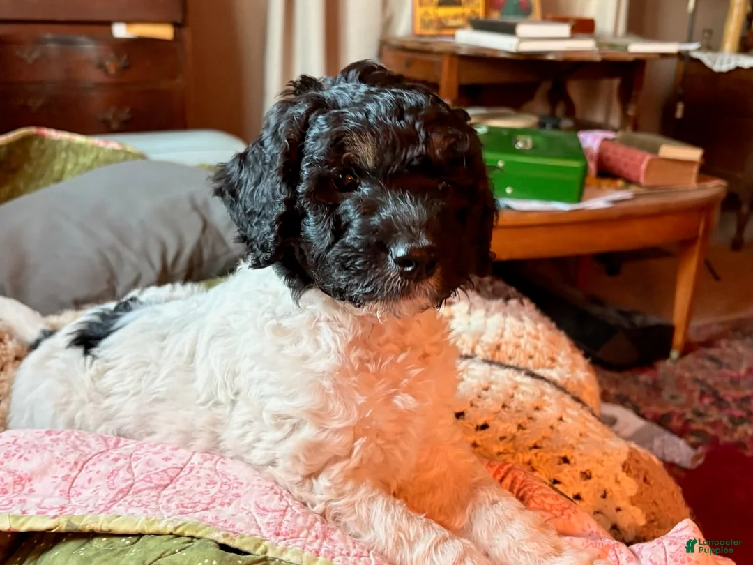 Mixed Breed dogs for sale: Teddy - Ad 1