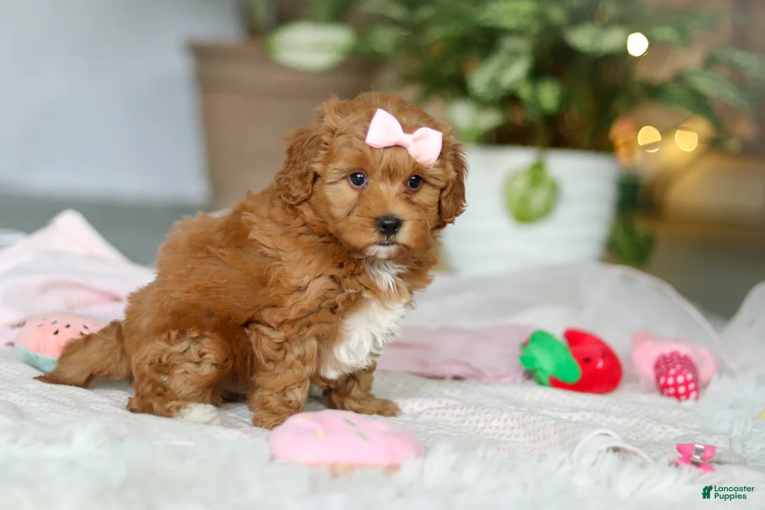Cavapoo dogs for sale: Maggie - Ad 3