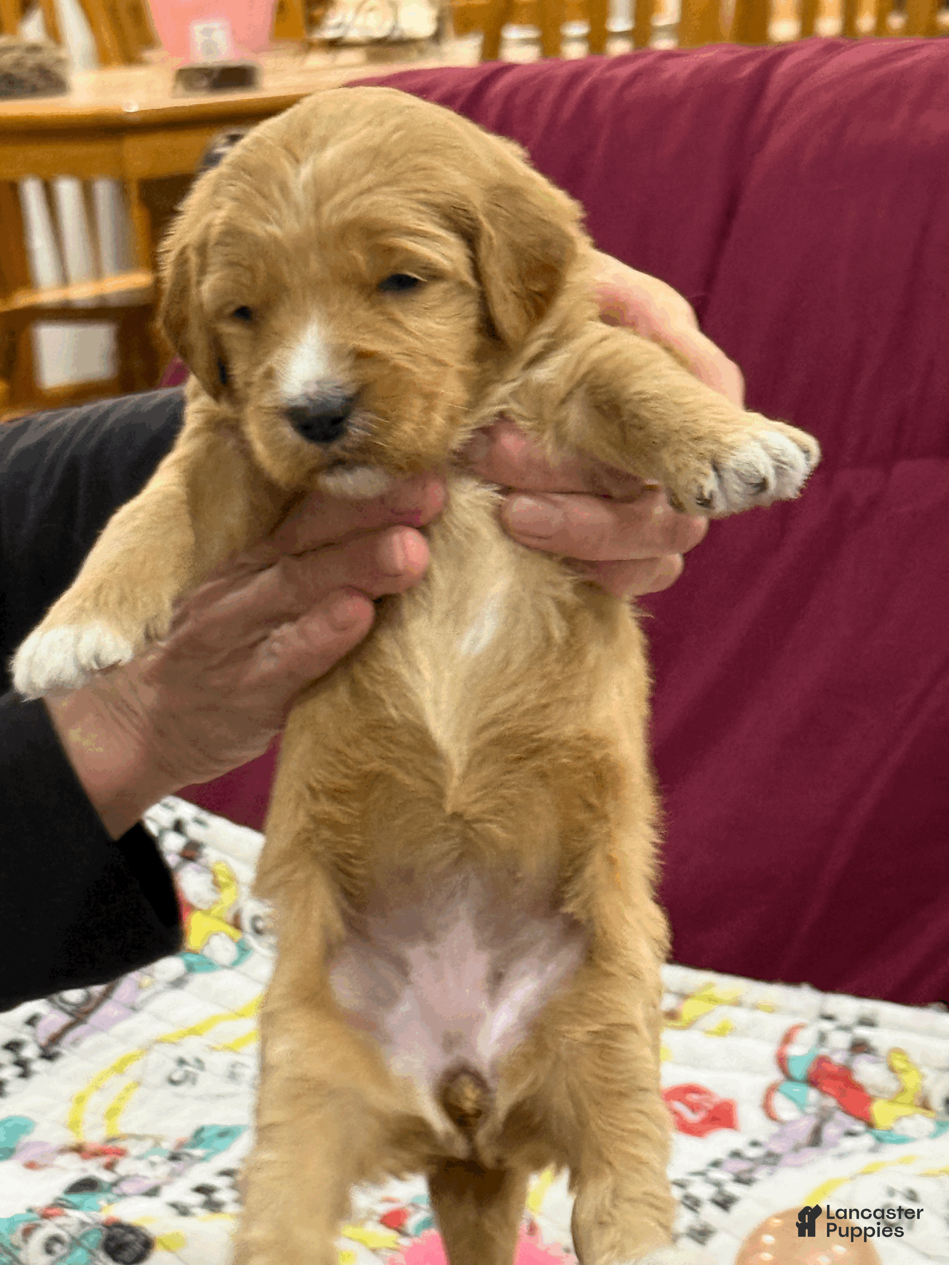 Goldendoodle dogs Red - Ad 1