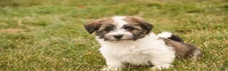 Havanese dogs for sale: Ranger - Ad 7
